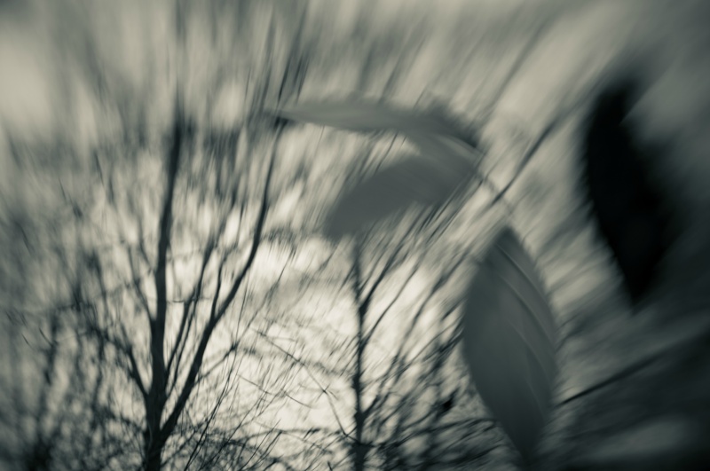 Bomen 1